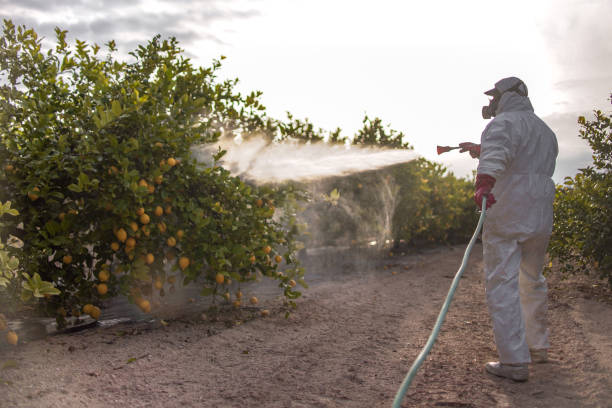 Best Ant Control Services  in Kaneohe, HI